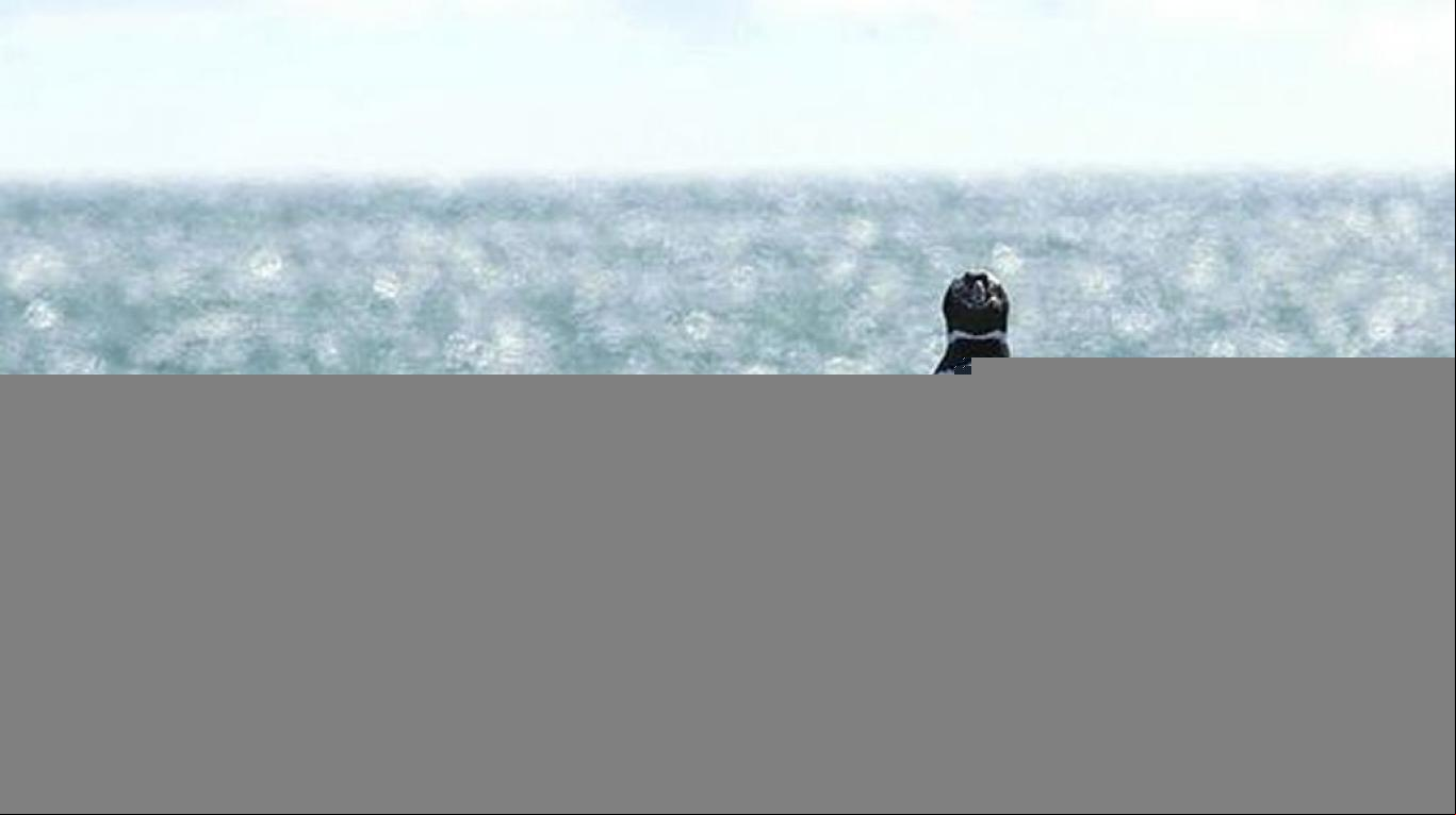 ¡Que lindos! Nacieron los pingüinitos de Chubut