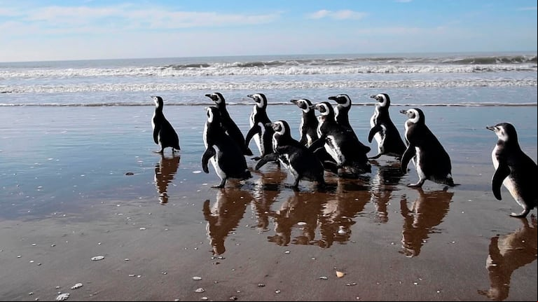 Devolvieron al mar a 12 pingüinos magallánicos que fueron tratados por desnutrición y deshidratación
