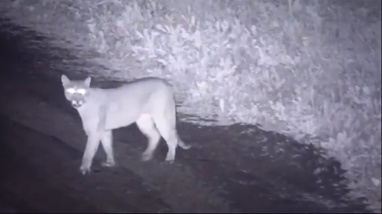 Pánico en un country de Canning: un puma está suelto desde el lunes y hay preocupación entre los vecinos
