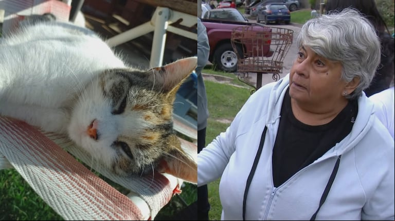 Vecinos de Ituzaingó denuncian que un hombre envenena gatos con carne picada porque “le ensucian el patio”