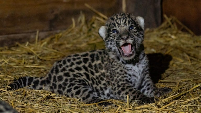El regreso del “tigre”: el yaguareté en extinción vuelve a reproducirse en el Parque Nacional El Impenetrable