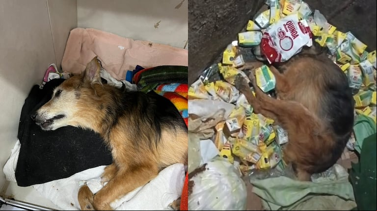 Zavaleta: una perra fue rescatada de un tacho de basura con signos de tortura y ahora buscan a los culpables