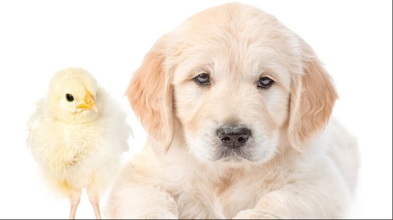 Un perrito se crió con gallinas y cacarea igual que ellas
