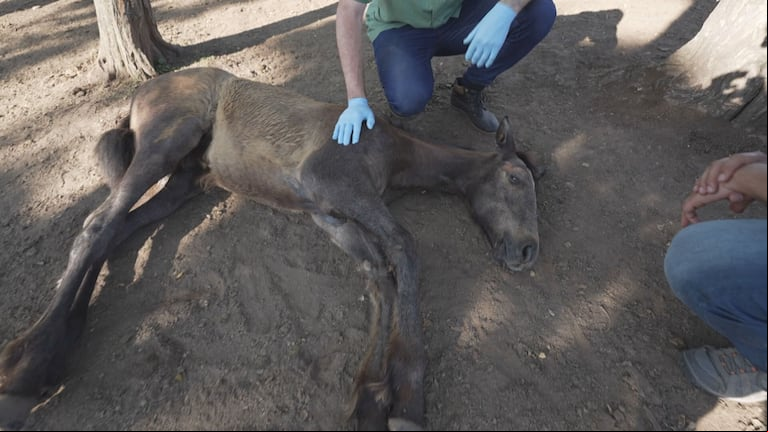 Crece la preocupación por la enfermedad que ya mató a miles de caballos: confirmaron el primer caso en humanos