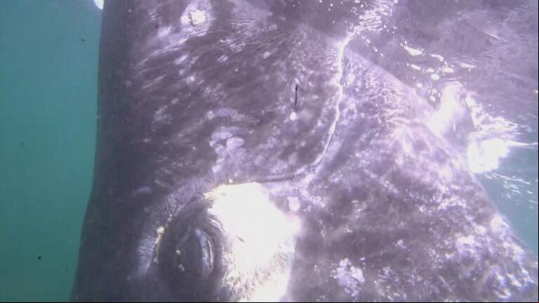 “Fenómenos”, en Península Valdés: encuentro con ballenas debajo del agua, pingüinos a la luz de la luna y snorkel con lobos marinos