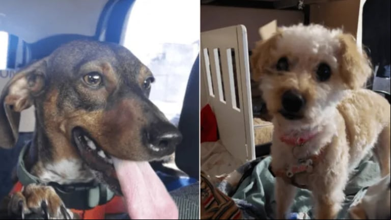 La Policía allanó una casa por error, dejó la puerta abierta y se escaparon los perros de una familia 