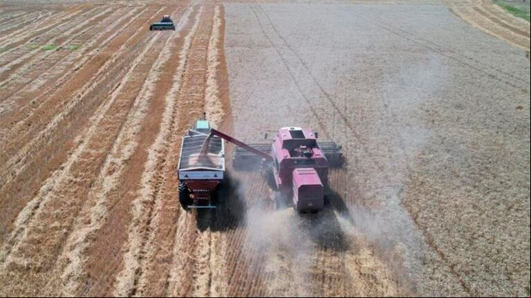 Imagen de cosecha de trigo y siembra de soja tomada este miércoles 11 de diciembre en la localidad de Gorchs, provincia de Buenos Aires,  (Foto: BCBA)