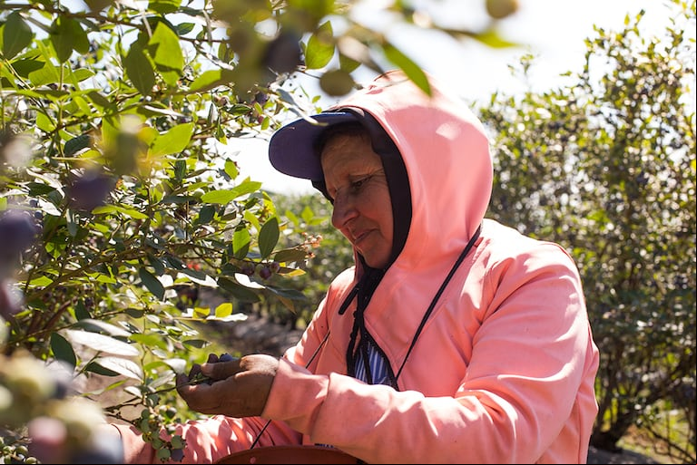 La ayuda por desempleo en el campo subió a $260.000 para trabajadores registrados. (Foto: RENATRE).