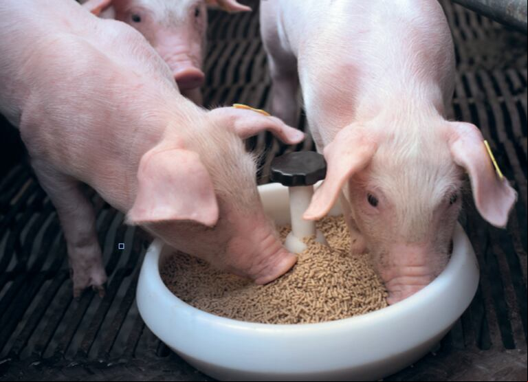 La Cámara Argentina de Empresas de Nutrición Animal (CAENA) rechaza el aumento al 15% de la alícuota de derechos de exportación en el sector. (Foto: Denkavit).