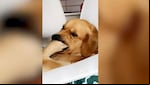 La cara de confusión de este perro se hizo viral (Foto: Europa Press).