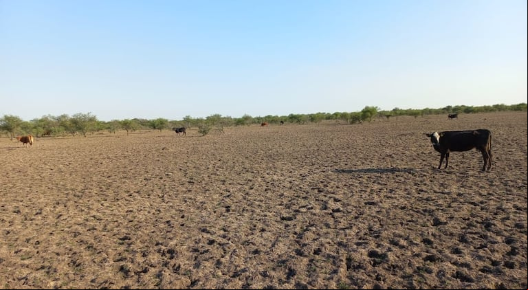 La combinación de una sequía y el creciente robo de ganado en el norte de Santa Fe ha sumido a los productores en una situación muy compleja. (Foto: Sociedad Rural de Vera).