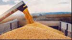 La diversificación de fecha de implantación del cereal es uno de los factores que favorecen al cereal, que permiten al productor manejar el riesgo climático. Foto: Adobe Stock.