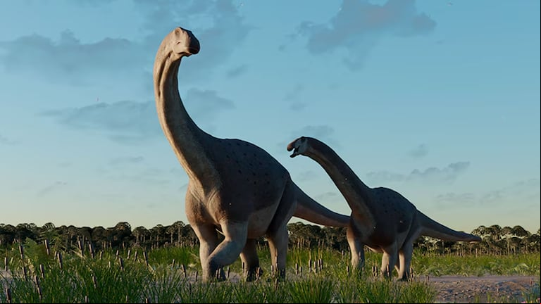 La especie forma parte de los últimos saurópodos diplodocleidos. (Foto: CONICET)