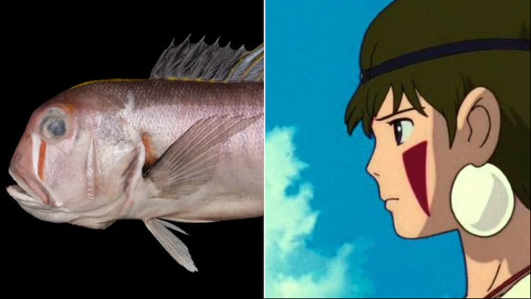 La especie y el personaje comparten unas manchas rojas en sus mejillas. (Fotos: Haochen Huang y Studio Ghibli)