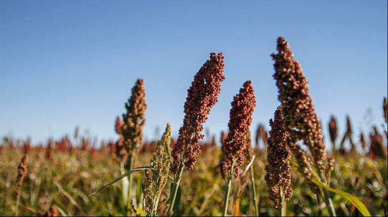 La estimación de cosecha nacional de sorgo se redujo un 9,1% en la última semana y alcanzaría un total de 3 millones de toneladas. (Foto: archivo Augusto Famulari)