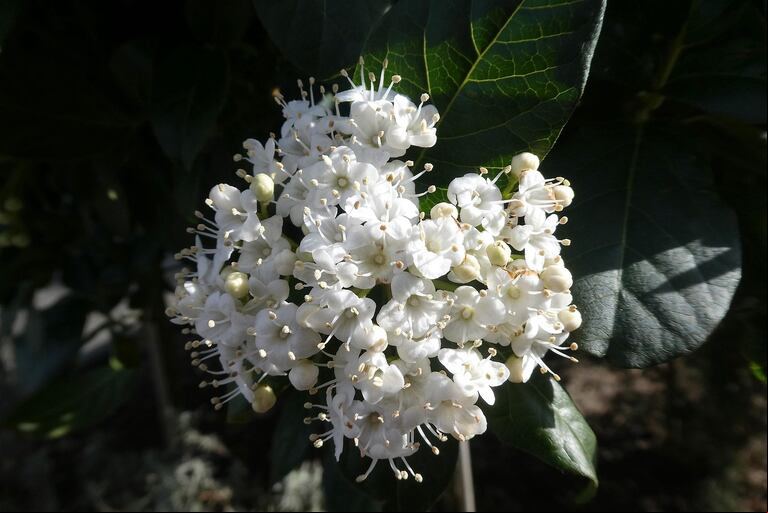 La flor del durillo. (Foto: Pixabay).