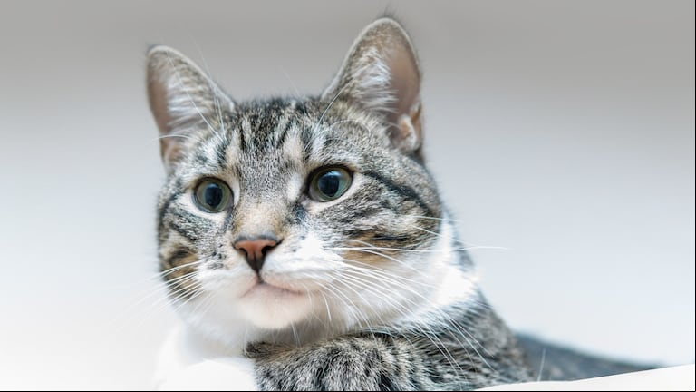 La gata del médico cayó desde un sexto piso. (Foto: Pixabay)