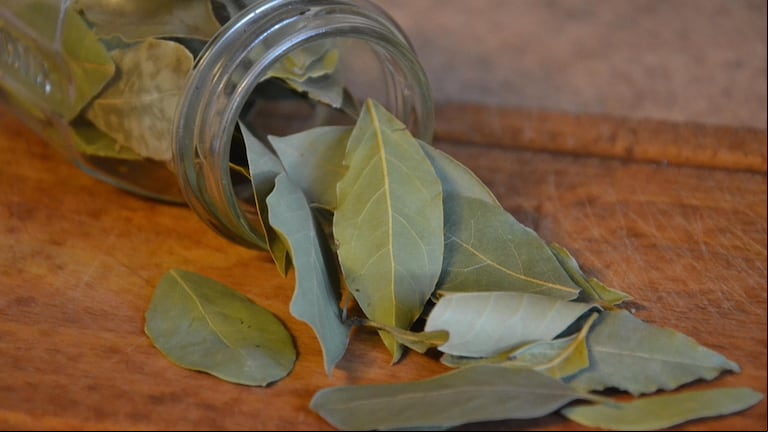 La hoja de laurel funciona como repelente natural de cucarachas y lo podés usar de diferentes maneras. (Foto: Imagen de Anna en Pixabay).