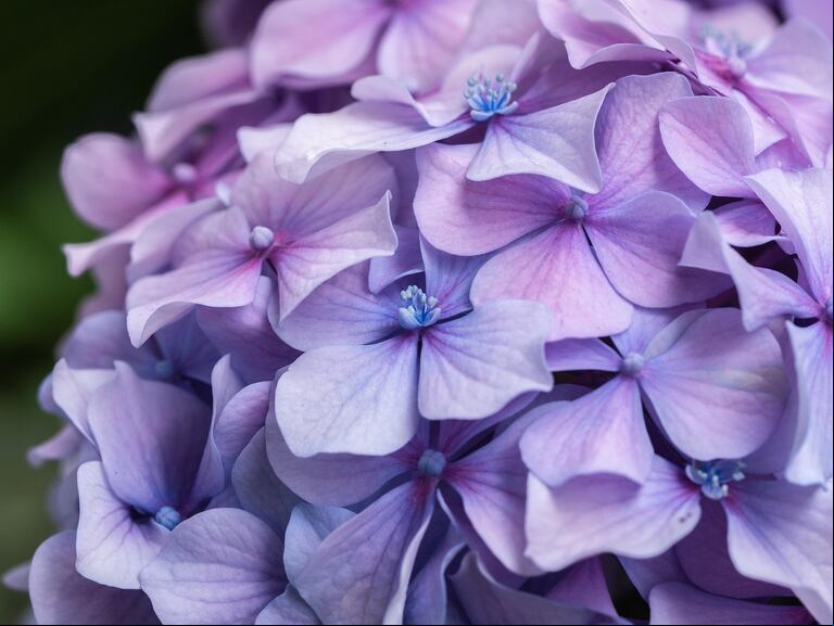 La hortensia es otra planta que puede sufrir el podado en otoño (Foto: Pixabay).