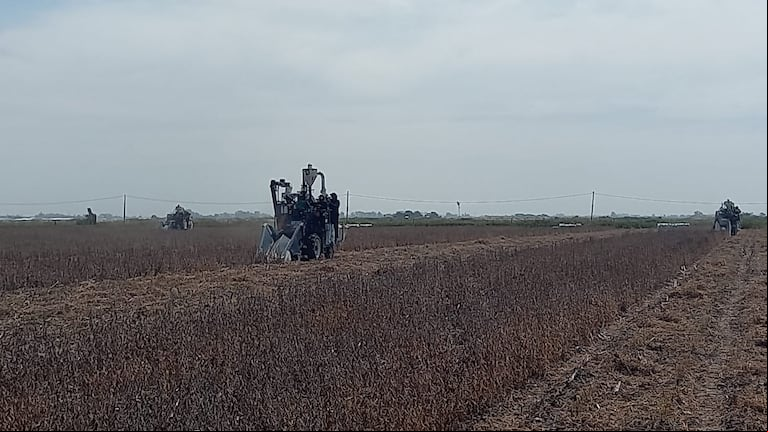 La industria semillera "crece gracias a la articulación entre el sector público y privado, fomentando inversiones, innovación y generación de empleo en el país". (Foto: TN).