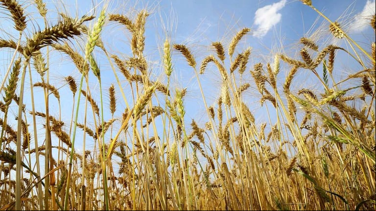 La intención de siembra de trigo alcanza su nivel más alto, impulsada por la humedad en los suelos.(Foto: Jaelson Lucas).