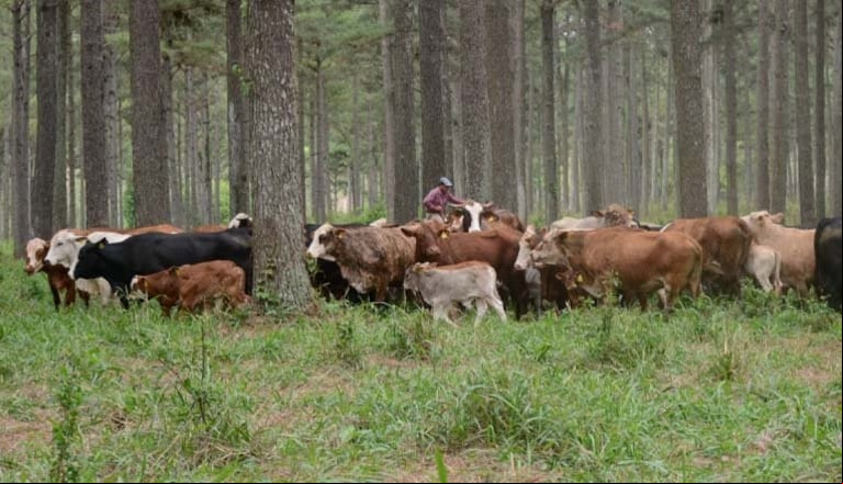 La Mesa del Carbono, respaldada por legisladores de distintos bloques, presentó un proyecto de ley para regular los mercados de carbono en Argentina. (Foto: IPCVA).