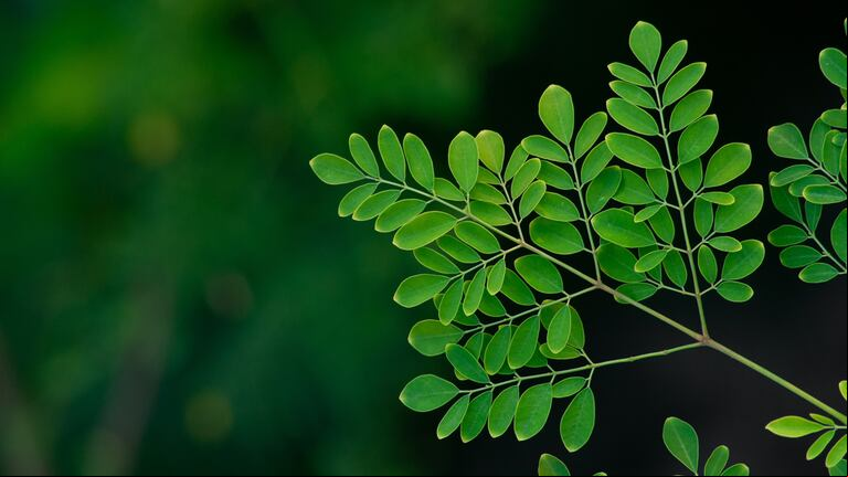 La planta tiene muchos beneficios. (Foto AdobeStock)