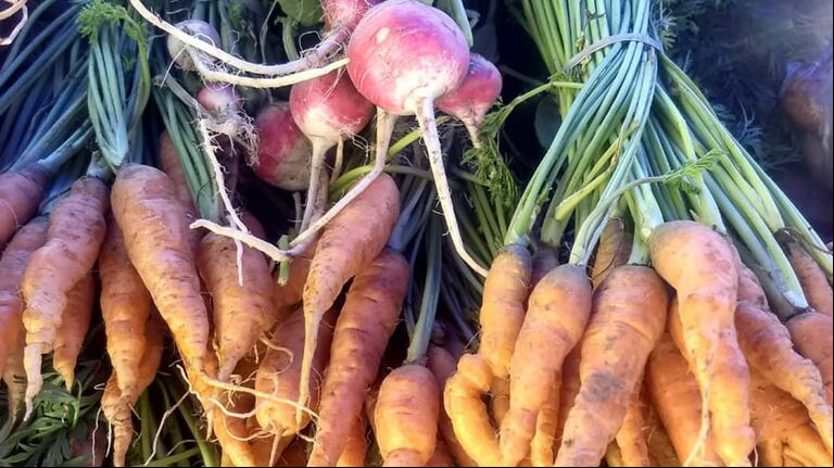 La producción sin el uso de agroquímicos puede combinarse con la agricultura tradicional en muchas regiones agrícolas del país. (Foto: Equipo de Periurbanos y Agroecología).