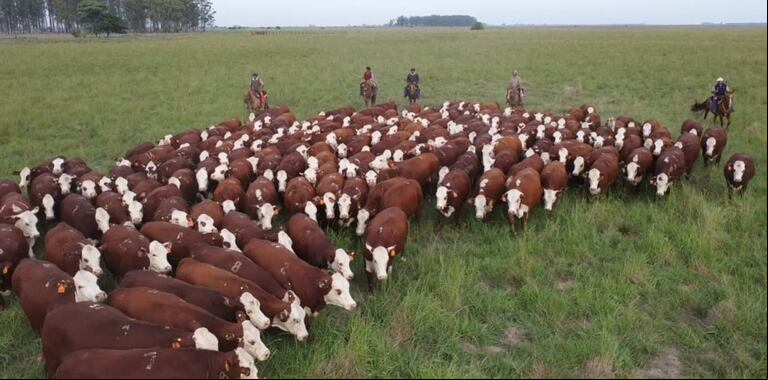 La raza Braford se destaca en Corrientes por su alta calidad genética, lo que permite exportar novillos con destino a mercados internacionales. (Foto: Christian Jetter).