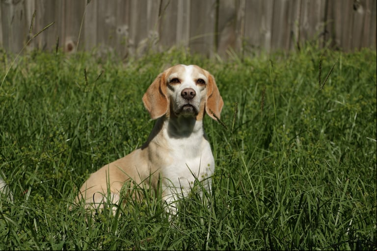 La razón por la que un perro huele la entrepierna humana está relacionada con la alta concentración de glándulas sudoríparas en esa zona (Foto: Adobe Stock)
