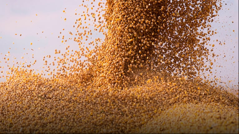 La soja acumuló una ganancia de $20.000 (6,78%) por tonelada en el segmento disponible de Rosario en la primera semana de la baja temporal de retenciones, que regirá hasta el 30 de junio. (Foto: Shutterstock).