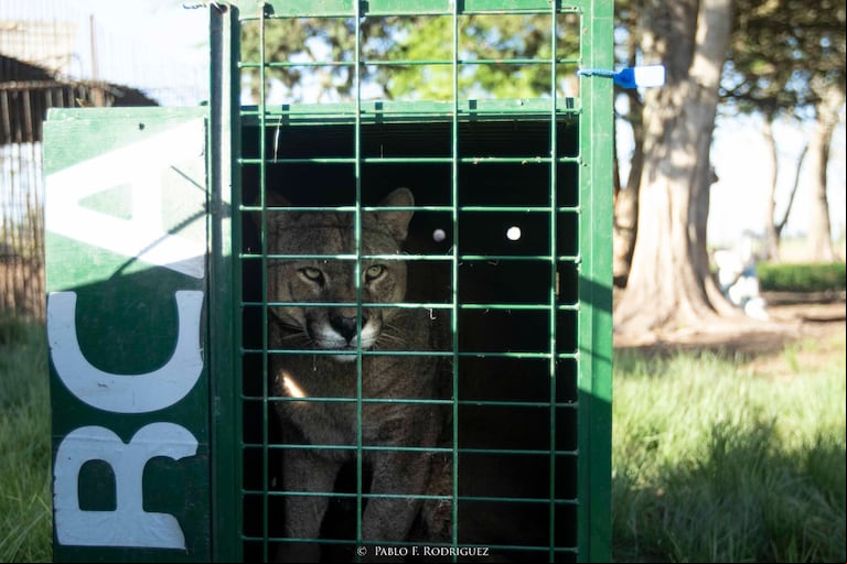 La Subsecretaría de Ambiente rescató a seis pumas que estaban en cautiverio en un campo en Balcarce. (Foto: Prensa Ambiente)