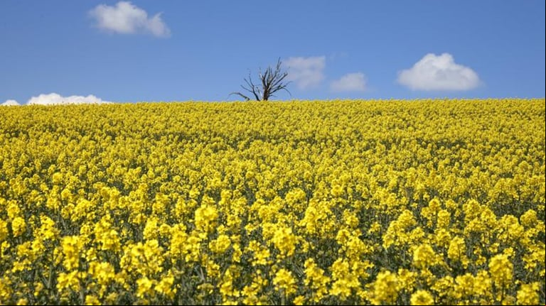 La superficie de brassicáceas en Entre Ríos crece con fuerte impulso para 2025. (Foto: Reuters).