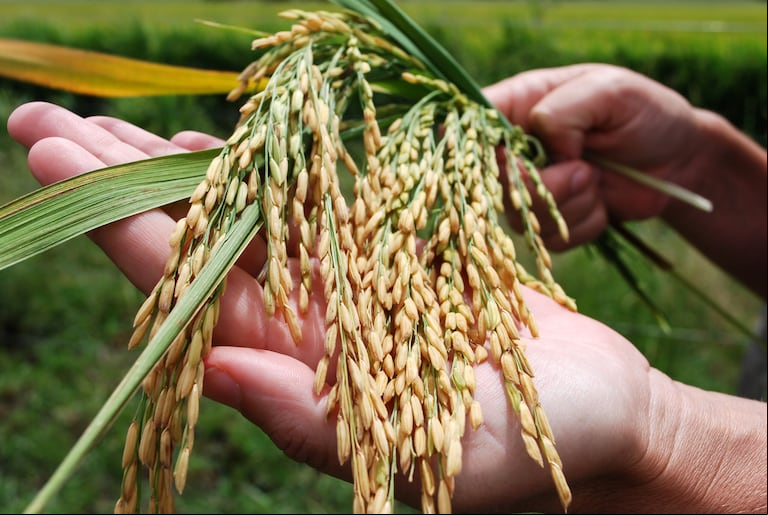 La superficie sembrada con arroz para el ciclo 2023/24 experimenta un crecimiento del 10%. Totaliza 200.780 hectáreas a nivel nacional, según informa la Bolsa de Cereales de Entre Ríos (SIBER). (Foto: INTA).
