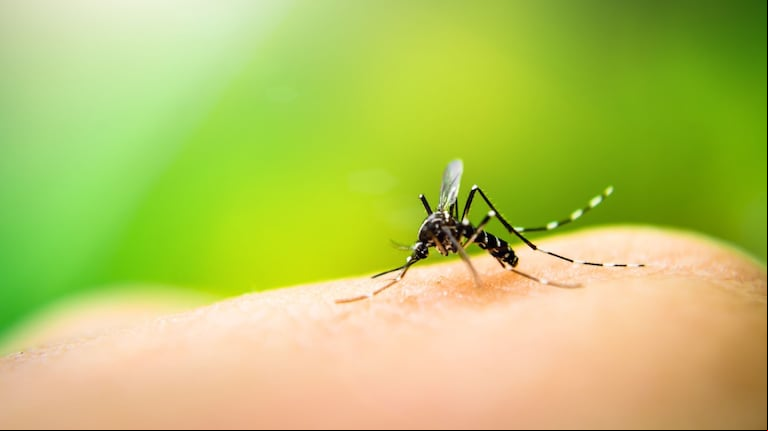 La transmisión del virus ocurre cuando un mosquito hembra infectado pica a una persona, inoculando el virus en su torrente sanguíneo. (Foto: Adobe Stock).