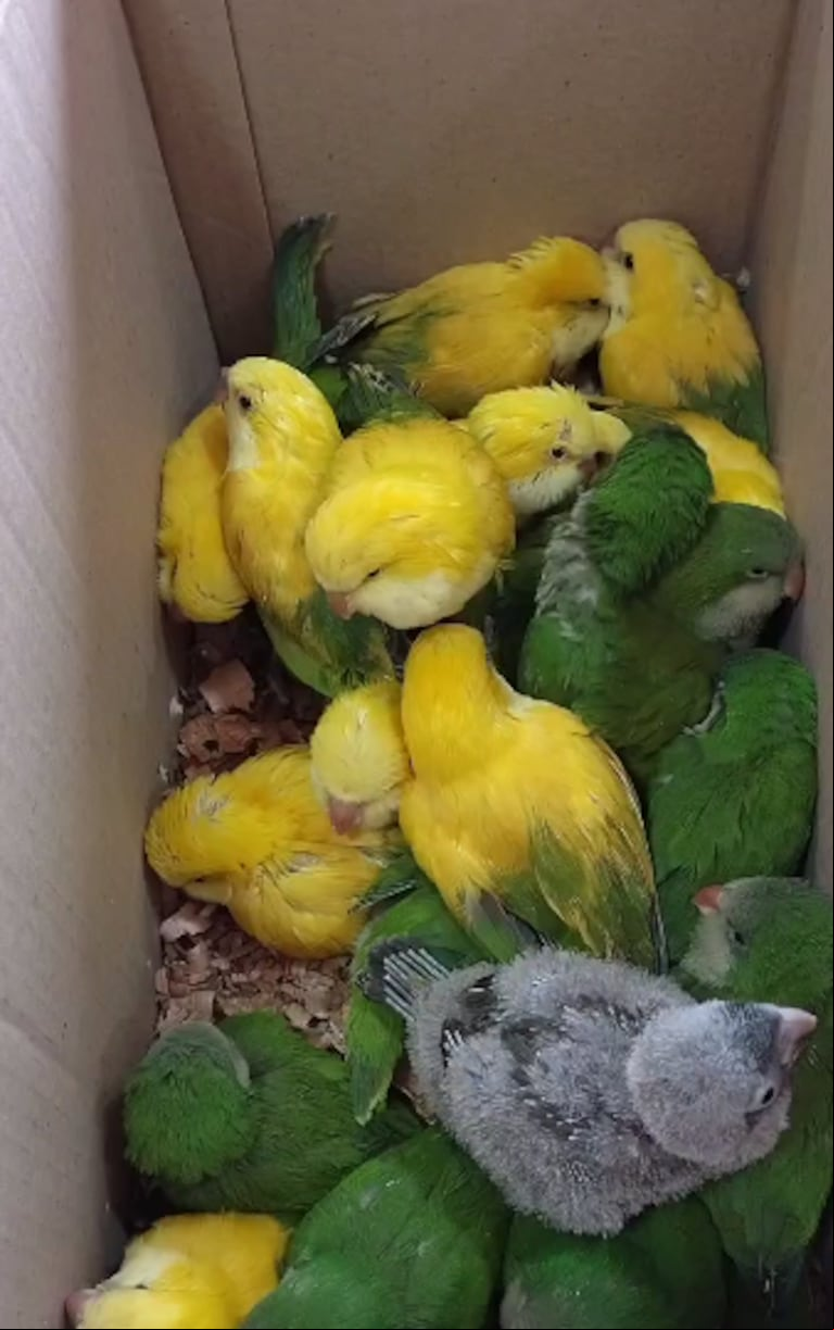 Las cotorras rescatadas en el peaje. (Foto: Gendarmería)