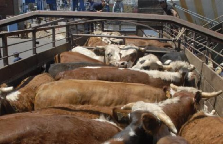 Las entidades rurales de Córdoba señalaron que las guías municipales gravan injustamente el transporte de hacienda, sin ofrecer ningún tipo de servicio o contraprestación al sector agropecuario. (Foto: ATC-Rosario).