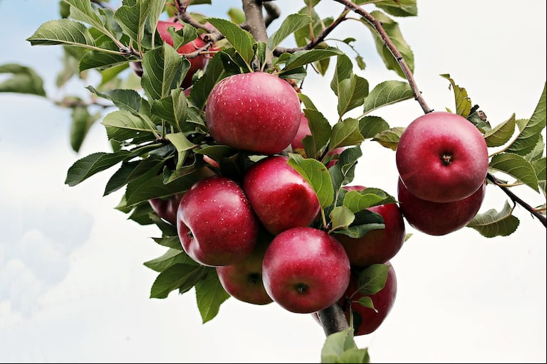 Las manzanas pueden cortarse de forma fina y agregarse sobre el budín, una vez esté listo. (Foto: Pixabay)