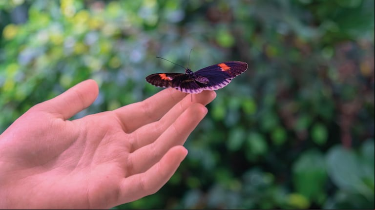 Las mariposas se asocian a la transformación, la libertad, y los mensajes del universo. (Foto: Adobe Stock).
