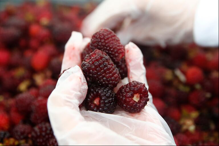 Las moras son frutas que le aportan muchos beneficios al cuerpo ya que son ricas en magnesio, calcio, zinc, vitamina C, vitamina E y antioxidantes. EFE/ Luis Eduardo Noriega A
