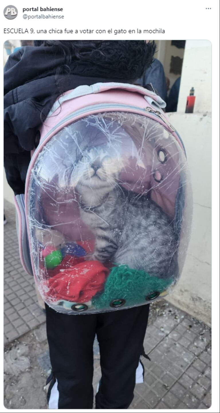 Las perlitas de las PASO: Massa con un exjugador, gatos yendo a votar y L-Gante salió de la cárcel