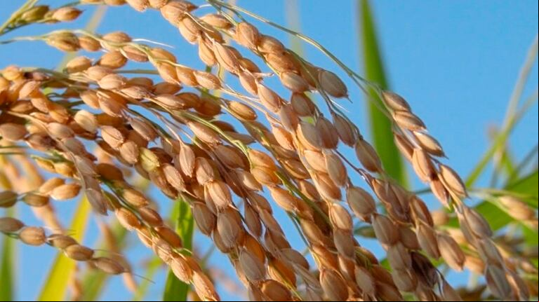 Las provincias de Corrientes, Formosa y Santa Fe representan casi un 70% de la cosecha de arroz. Foto: Coninagro.
