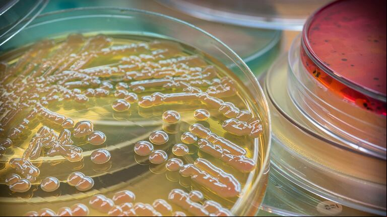 Las superbacterias son una de las principales preocupaciones médicas de la última década.