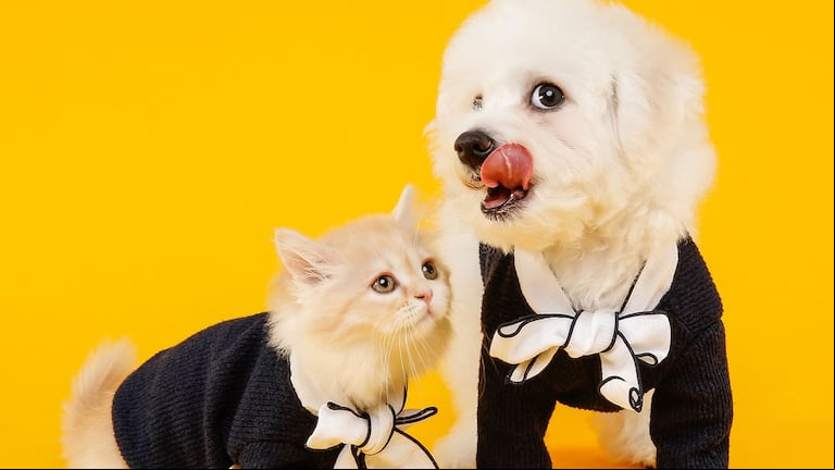 Los 29 de abril se celebra en la Argentina el Dia del Animal (Foto: Jelly kim/Pixabay)