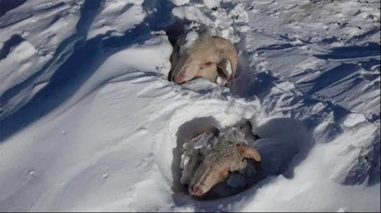 Los animales fueron afectados en el sur del país por las intensas nevadas y los productores nucleados en CRA piden que se restituya la Ley Ovina que recientemente fue derogada. (Foto: CRA)