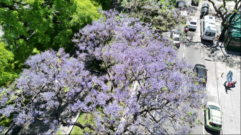 Los barrios de la capital se transforman en un espectáculo visual único con el florecer de los jacarandás. (Foto: Ministerio de Espacio Público e Higiene Urbana de la Ciudad)