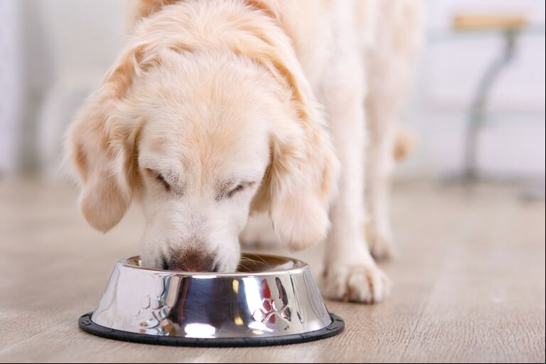 Los comederos de acero inoxidable son más duraderos y mejores para la mascota. (Foto: AdobeStock)