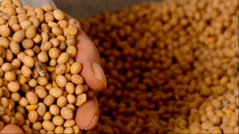 Los exportadores realizarían una quita del pago que realizan a los productores por la tonelada del grano, a partir del incremento de retenciones a la harina y el aceite de soja.