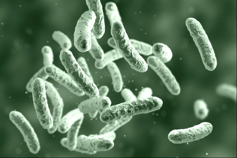 Los microbios ayudaron a desarrollar alimentarnos, y ahora pueden ofrecer una  ayudarnos a salvar nuestro planeta.(Foto: Shutterstock)