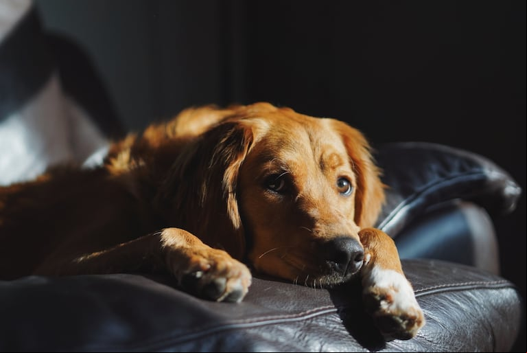 Los perros adultos envejecen más lento que los cachorros. (Foto: Freepik)